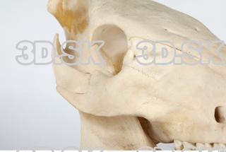 Skull Boar - Sus scrofa 0043